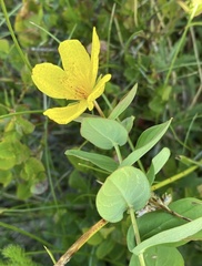 Hypericum richeri burseri