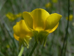 Ranunculus neapolitanus