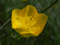 Ranunculus neapolitanus