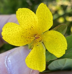 Hypericum richeri burseri