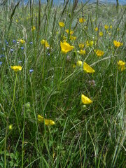 Ranunculus neapolitanus