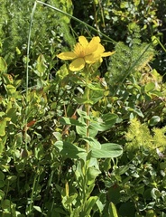 Hypericum richeri burseri