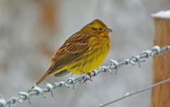 Yellowhammer photo 4