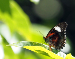 Cethosia cydippe chrysippe