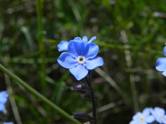Myosotis decumbens