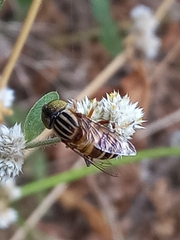 Eristalinus arvorum