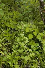 Equilabium laxiflorum