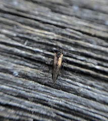 Elipsocidae