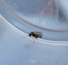 Elipsocidae