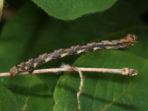 Scarce Umber Moth, photo 4 of 10