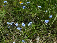 Myosotis decumbens
