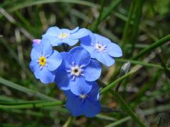 Myosotis decumbens