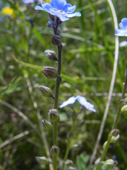 Myosotis decumbens