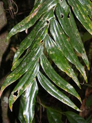 Austromuellera trinervia