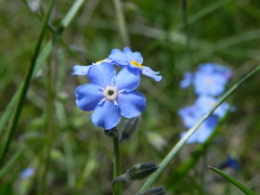 Myosotis decumbens