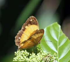 Cupha prosope