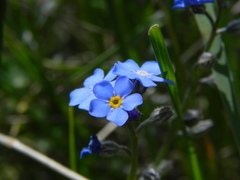 Myosotis decumbens