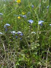 Myosotis decumbens