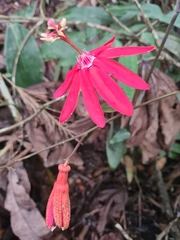 Passiflora glandulosa