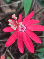Passiflora glandulosa