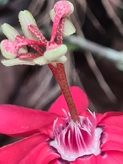 Passiflora glandulosa