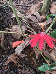 Passiflora glandulosa