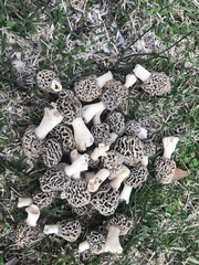Morchella americana