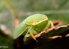 Krisnini