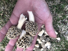 Morchella americana