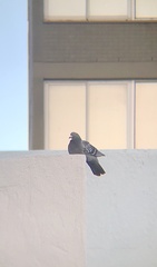 Columba livia domestica