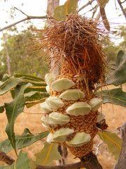 Banksia dentata