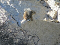 Ammospermophilus harrisii