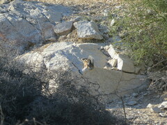 Ammospermophilus harrisii