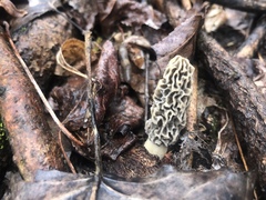 Morchella