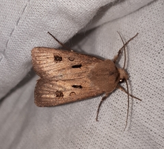 Agrotis exclamationis