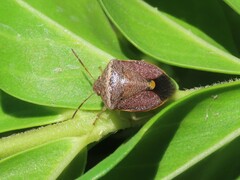Dryadocoris apicalis
