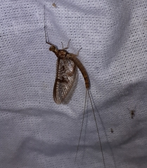 Ephemera glaucops
