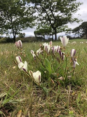 Sparaxis grandiflora