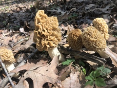 Morchella americana