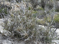 Ephedra antisyphilitica