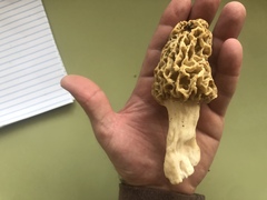 Morchella americana