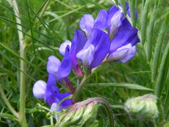 Vicia onobrychioides