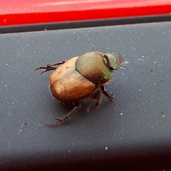 Onthophagus coenobita