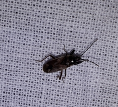 Eremocoris fenestratus