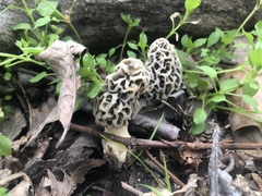 Morchella americana