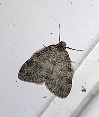 Epirrita dilutata
