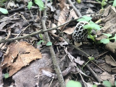 Morchella americana