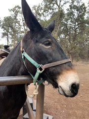 Equus asinus × caballus