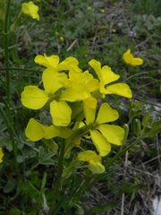 Erysimum pseudorhaeticum