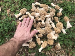 Morchella americana